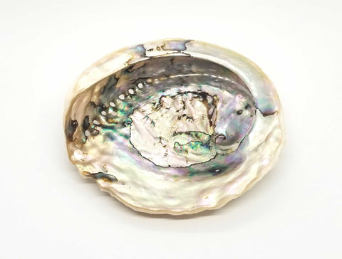 Abalone Shell